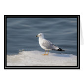 Gull on ice (Front Horizontal)