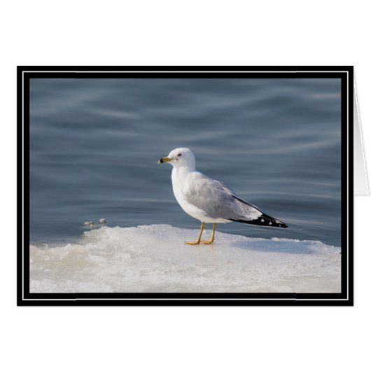 Gull on ice cards (Front Horizontal)