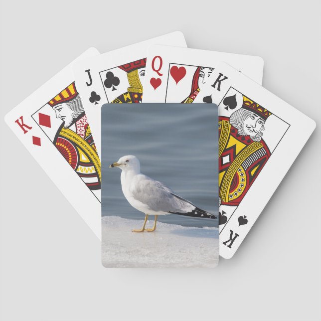 Gull on ice poker cards (Back)