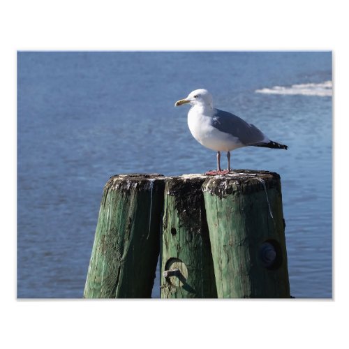 Gull on Pilings Photo Print