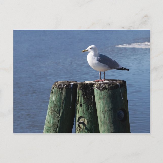 Gull on Pilings Postcard (Front)
