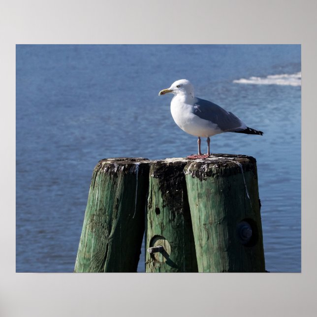 Gull on Pilings Poster (Front)