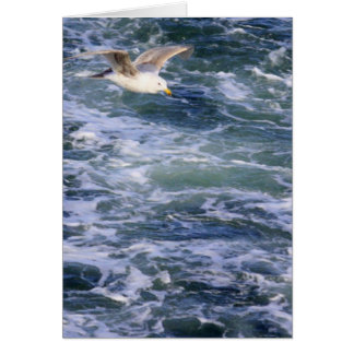 Gull on the Water Cards