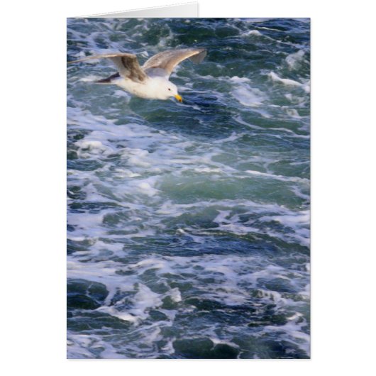 Gull on the Water Cards (Front)