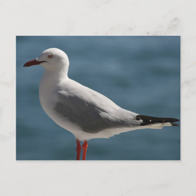 gull postcard (Front)