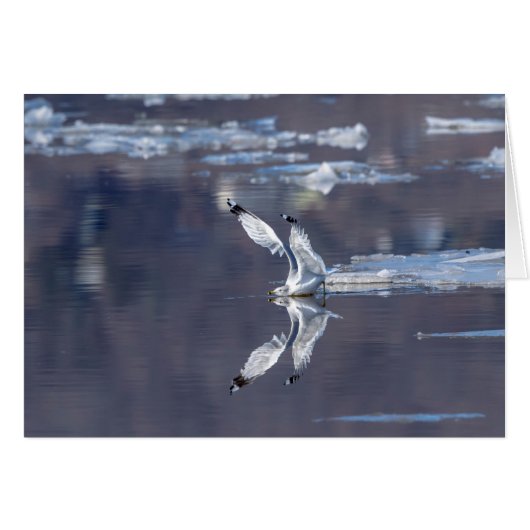 Gull Reflections Cards (Front Horizontal)