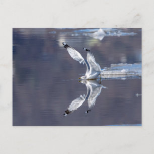 Gull Reflections Postcard