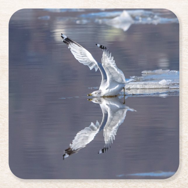 Gull Reflections Square Paper Coaster (Front)
