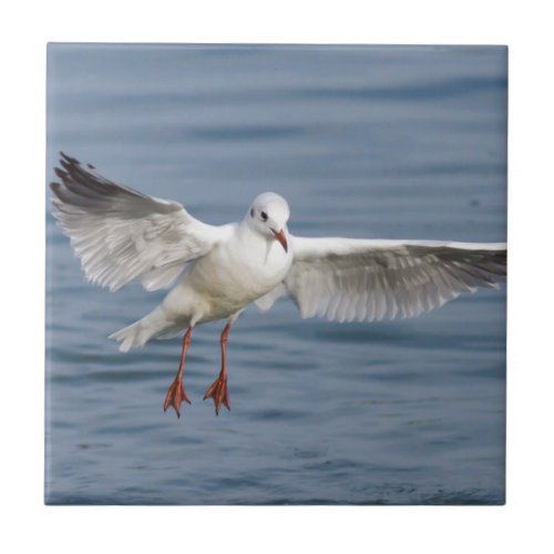 gull tile