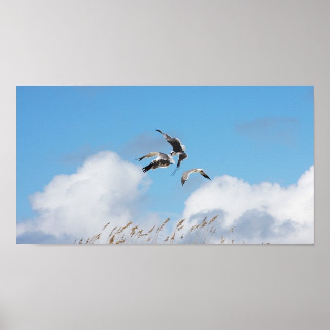 Gull Trio 4 Poster (Front)