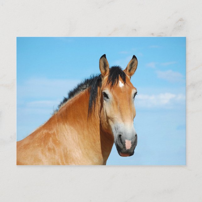 Gulliver Headshot Postcard (Front)