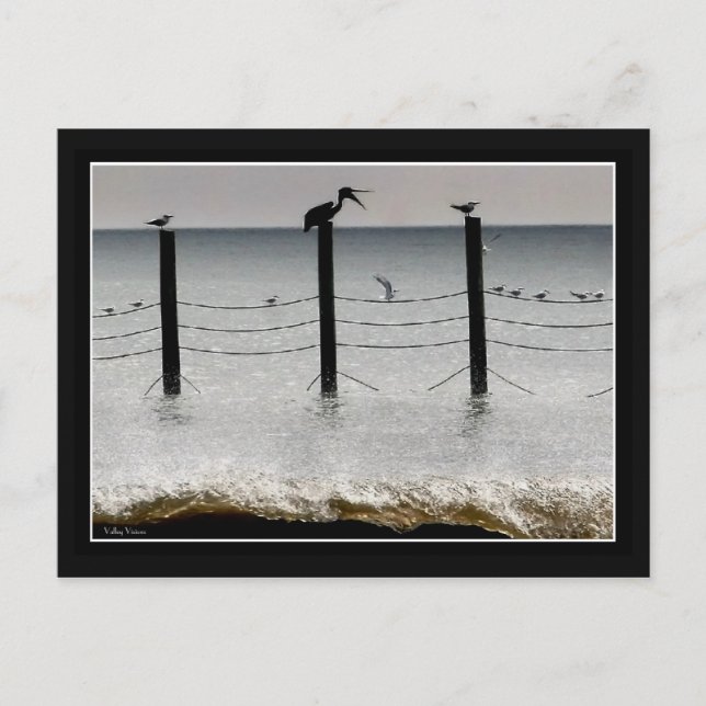 Gulls and a Pelican Postcard (Front)