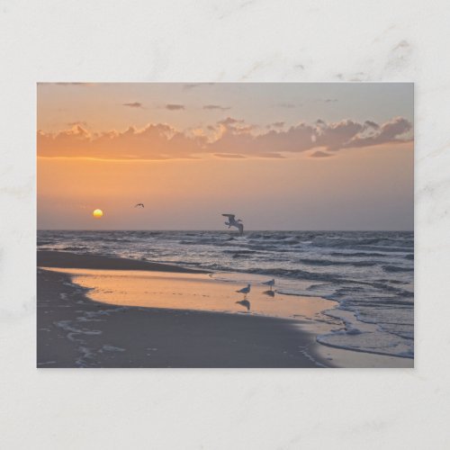 Gulls at Sunrise on a Florida Beach Postcard