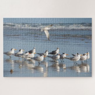 Gulls at the Florida beach