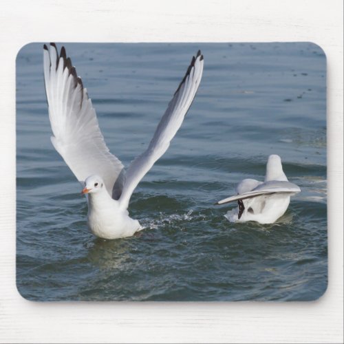 gulls flying on lake mouse pad
