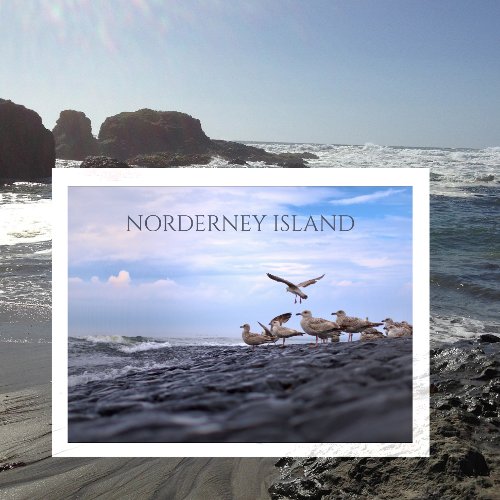 Gulls Gathering North Sea Norderney East Frisia Postcard