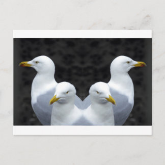 Gulls, Gulls, Gulls Postcard