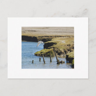 Gulls in Flight Postcard