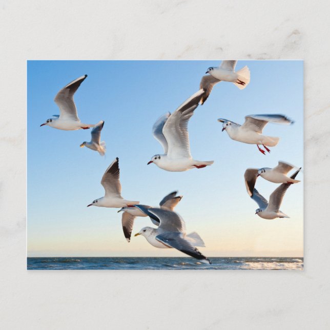 Gulls in flight postcard (Front)