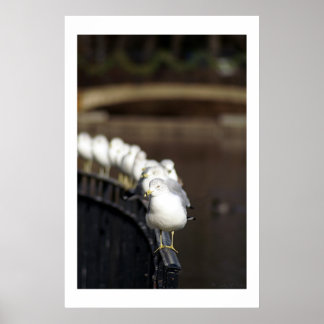 Gulls in line poster
