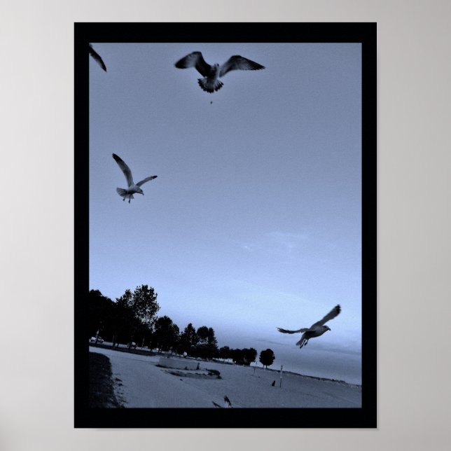 Gulls, Interrupted Poster (Front)