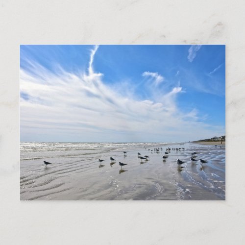 Gulls on a Galveston Island Beach Texas Postcard