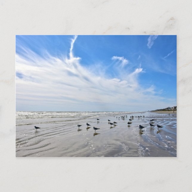 Gulls on a Galveston Island Beach, Texas Postcard (Front)