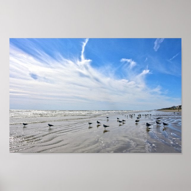 Gulls on a Galveston Island Beach, Texas Poster (Front)