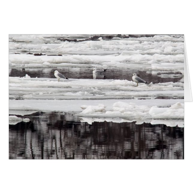Gulls On Ice Cards (Front Horizontal)