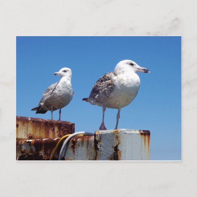 Gulls Postcard (Front)