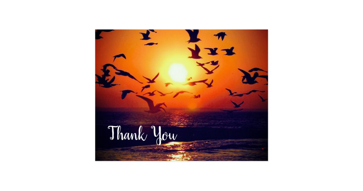 Gulls Silhouetted By Orange Sunset Thank You Postcard Zazzle Com