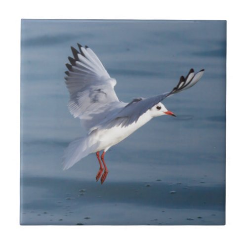 gulls tile