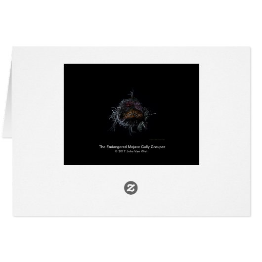 Gully Grouper (Back Horizontal)