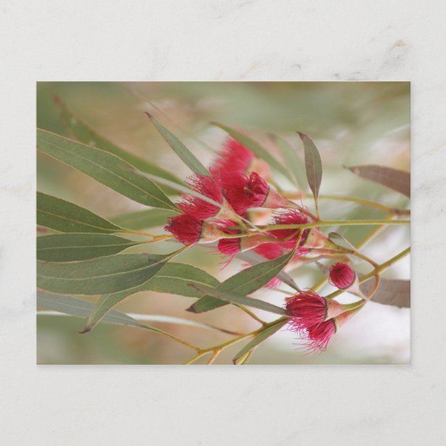 Gum Blossoms Postcard (Front)