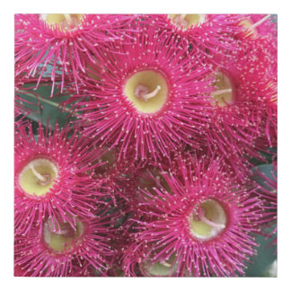 Gum flowers Australian native flower Faux Canvas Print