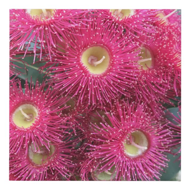 Gum flowers Australian native flower Faux Canvas Print (Front)