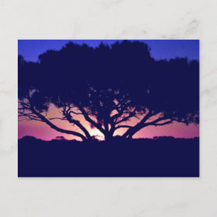 Gum tree, Outback, Australia Postcard