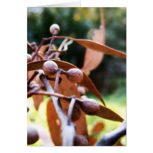 gumnuts Card (Front)