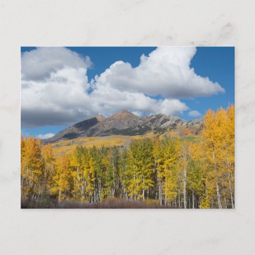 Gunnison National Forest Colorado Postcard