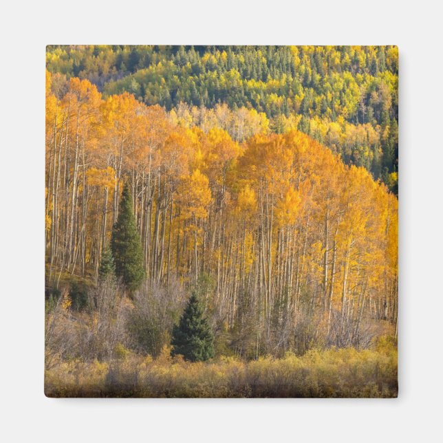 Gunnison National Forest Magnet (Front)