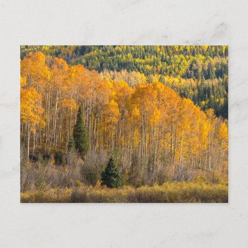 Gunnison National Forest Postcard