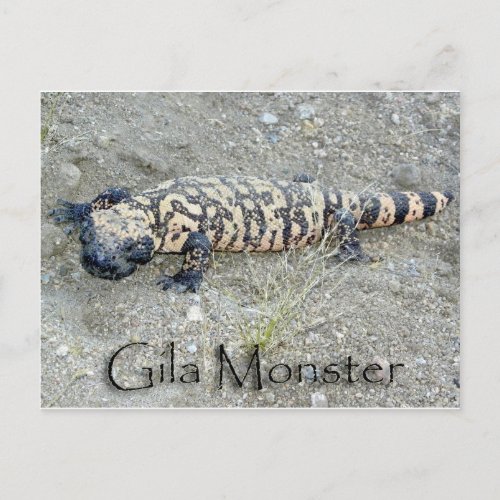 Gunny the Gila Monster In Congress Arizona 626 Postcard