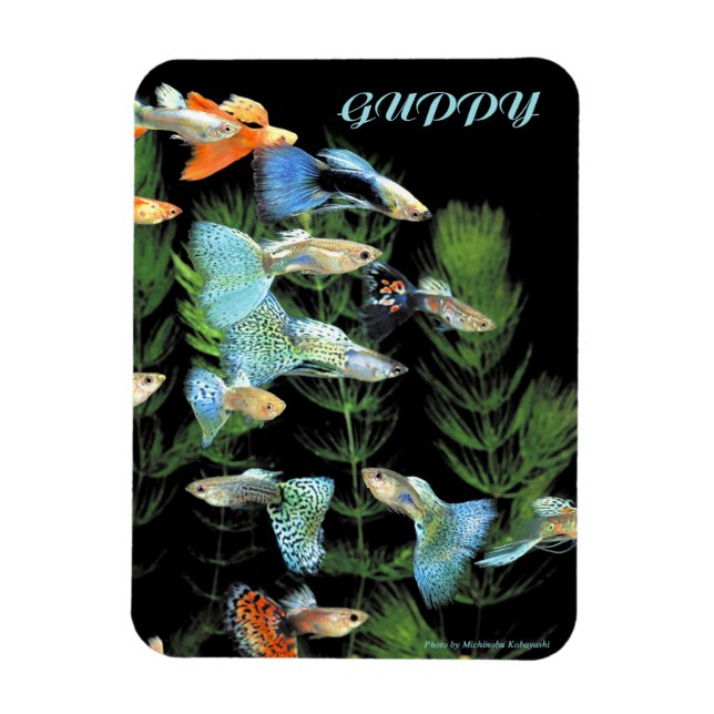 Guppies Magnet (Vertical)