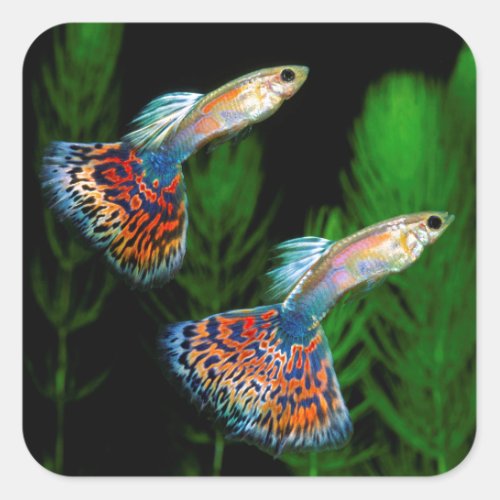 Guppies Square Sticker