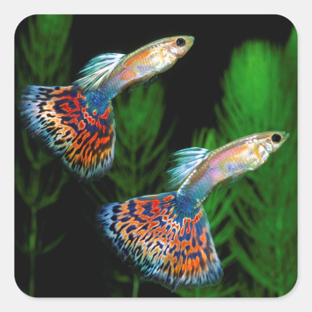 Guppies Square Sticker (Front)