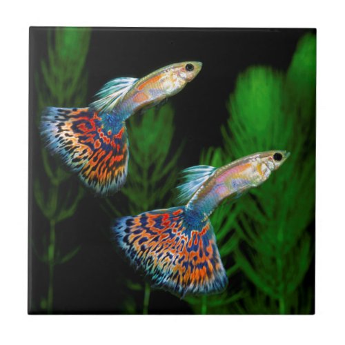 Guppies Tile