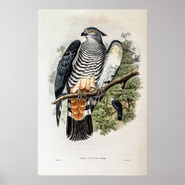 Gurney’s Cuckoo-Falcon by John Gould Poster (Front)