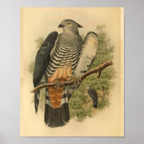 Gurneys Cuckoo Falcon Bird Color Vintage Print