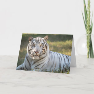 Gus - card - customizable greeting