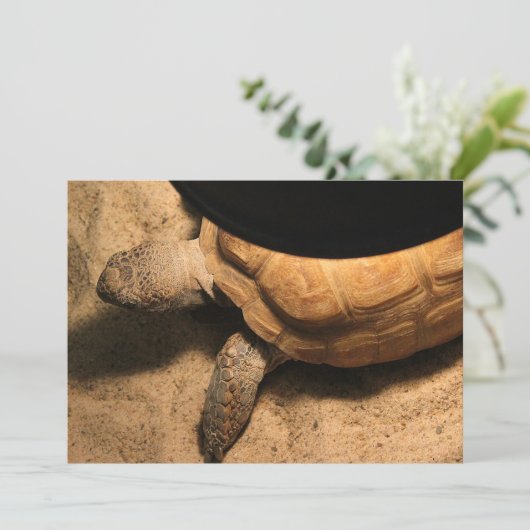 Gus the Tortoise (Standing Front)